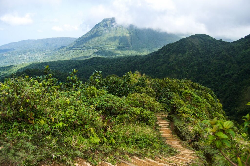 Rainforest trail Waitukubuli Dominica
