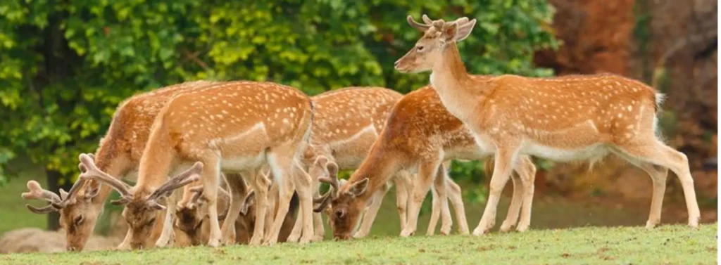 Kanchula Korak Musk Deer Sanctuary, Chopta