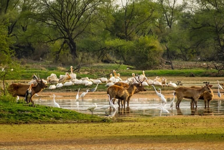 Forest trail in Mount Abu Wildlife Sanctuary, Aravalli hills
