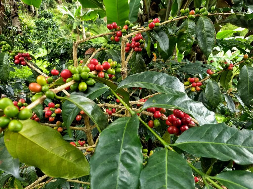 Inside view of coffee bean processing in the Quindío coffee region