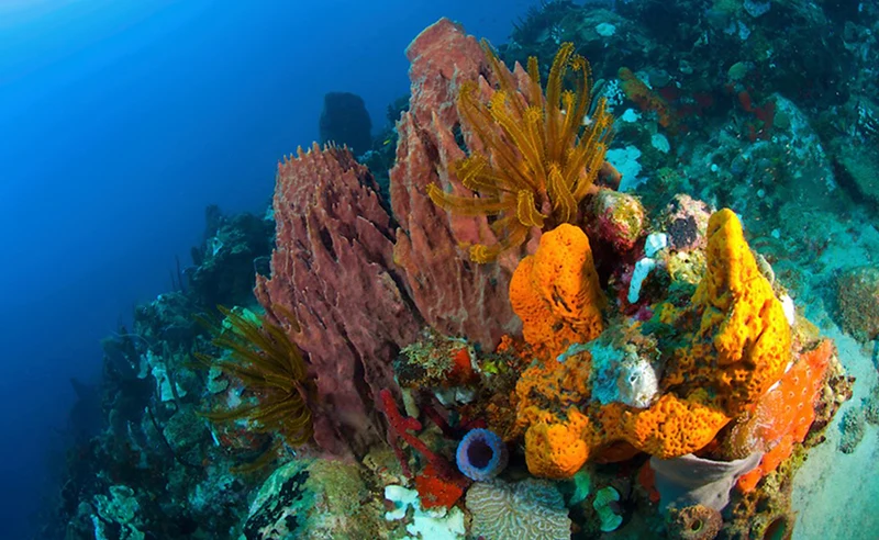Snorkeller at Champagne Reef Dominica