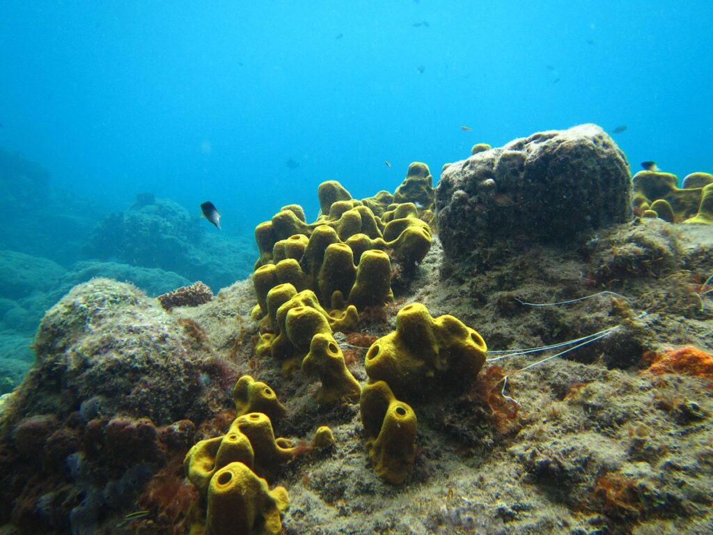 Snorkeller at Champagne Reef Dominica