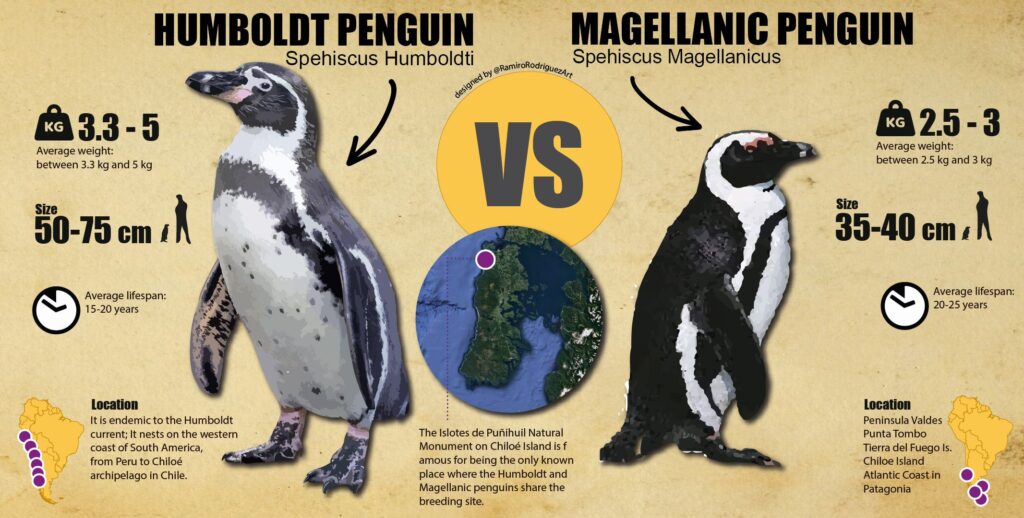 Magellanic penguins at the offshore islets of Islotes de Puñihuil near Chiloé Island, Chile