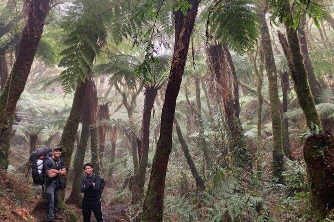 Dense tree-fern forest in Amboró National Park near Samaipata, Bolivia