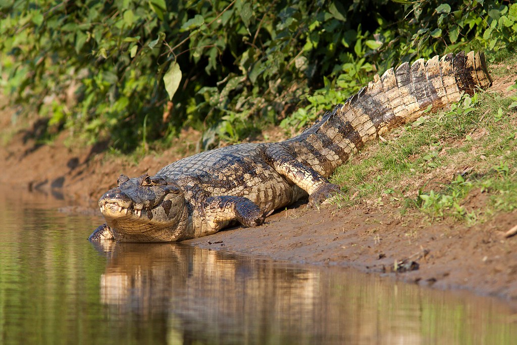 Caimans and River Dangers