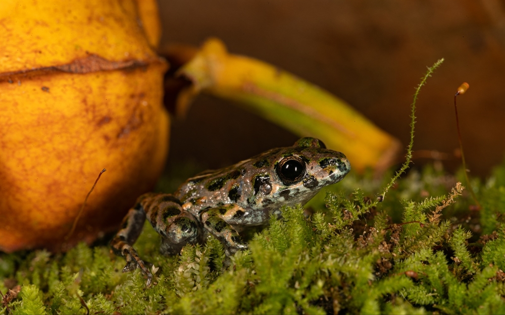 poison dart frog in Madidi