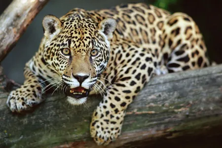 Madidi is home to jaguars, pumas, 
