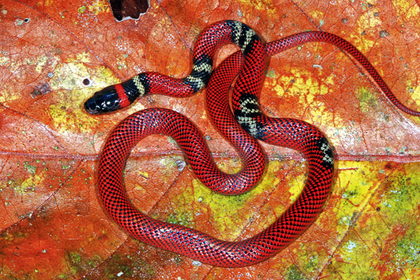 Madidi hosts some of South America's most dangerous venomous snakes