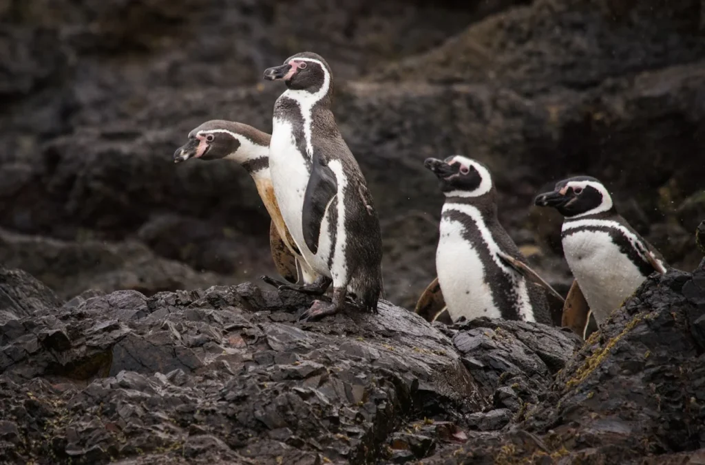 Magellanic penguins at the offshore islets of Islotes de Puñihuil near Chiloé Island, Chile