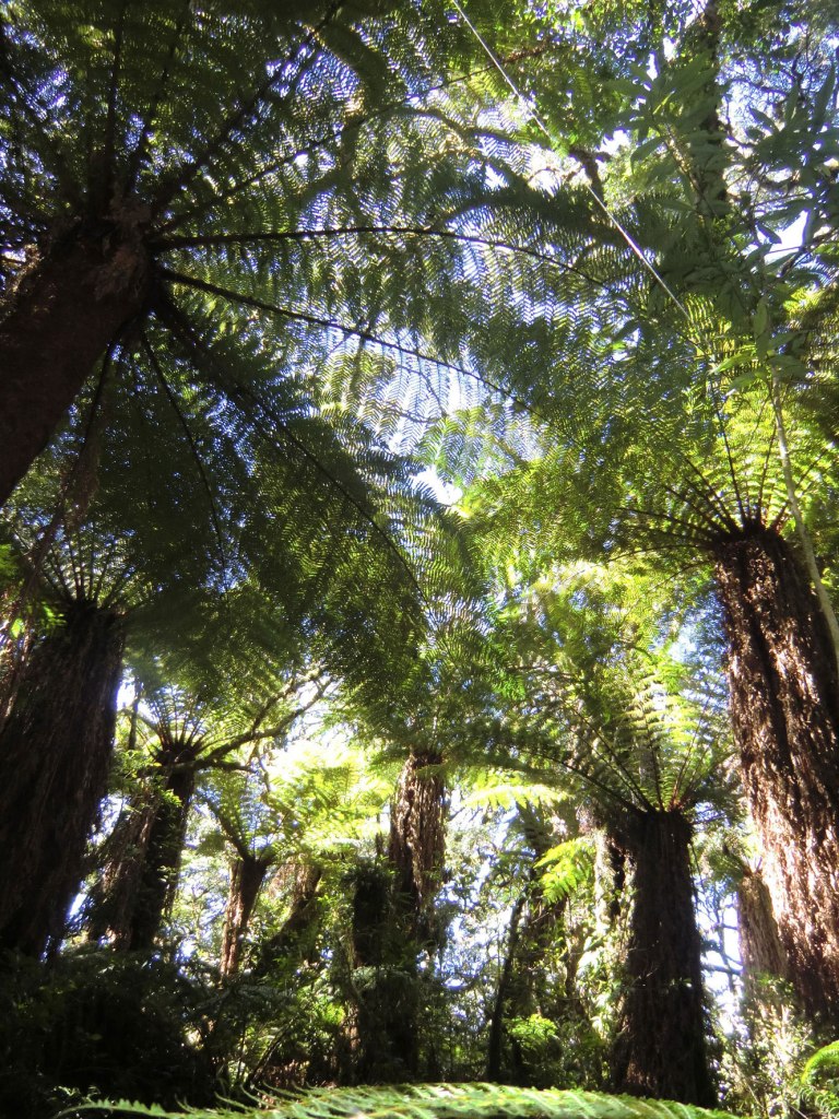 Dense tree-fern forest in Amboró National Park near Samaipata, Bolivia
