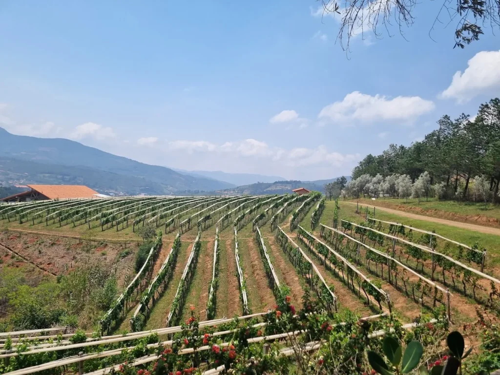 Uvairenda (also called 1750 Winery).