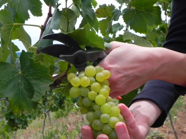 Uvairenda (also called 1750 Winery).