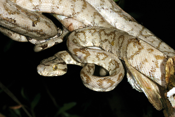 Madidi hosts some of South America's most dangerous venomous snakes