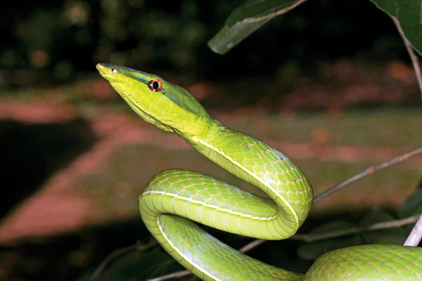 Madidi hosts some of South America's most dangerous venomous snakes