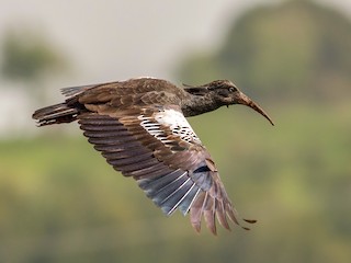 Wattled Ibis flying over Bale Mountains wetlands — representative of avian diversity.