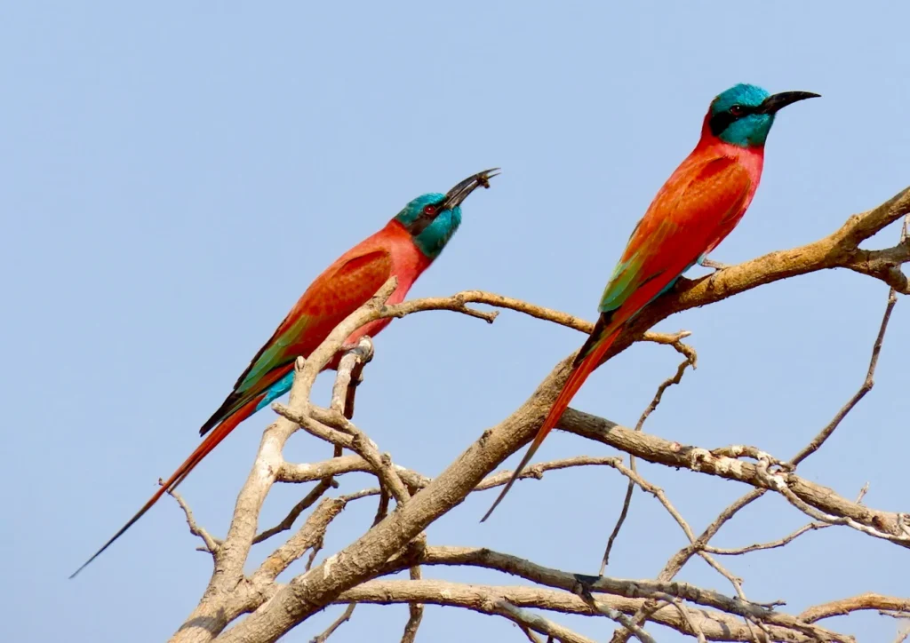 The Wildlife Stars of Zakouma National Park in Chad Africa