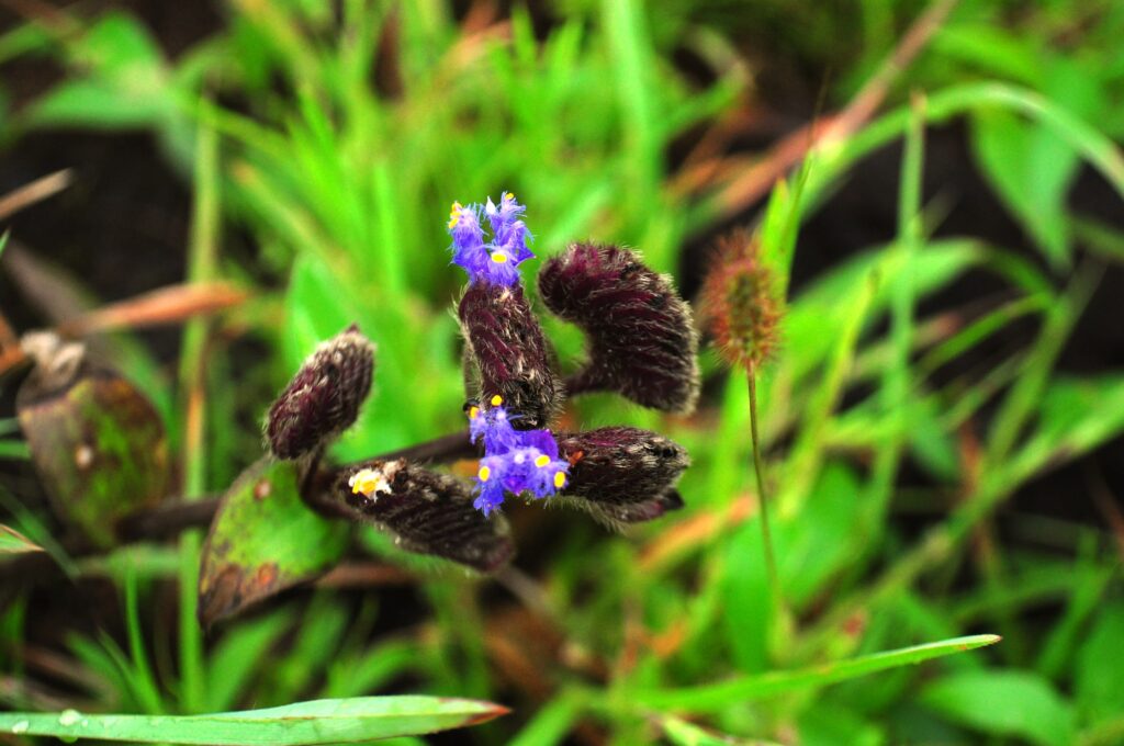 Kaas plateau's biodiversity is staggering. With 850+ documented species of flowering plants