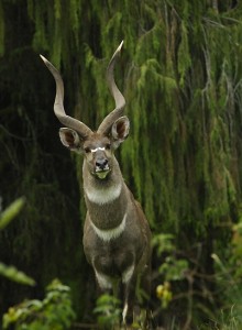 Forest undergrowth in Bale Mountains showing typical rodent habitat.