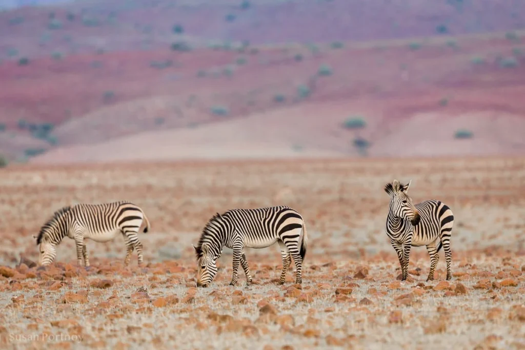 Zebra, Damaraland, Namibia