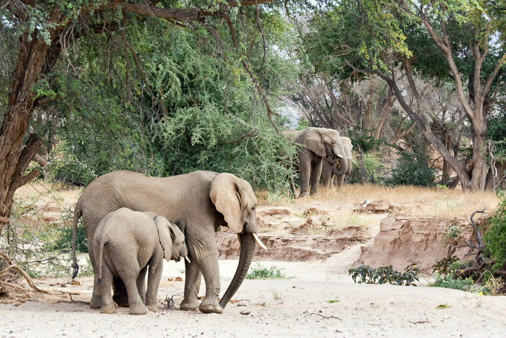 African savanna elephants, Damaraland, Namibia