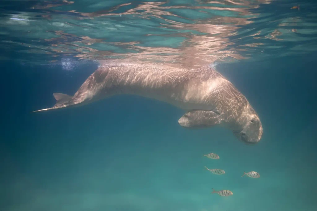Dugongs are long-lived, slow breeding, marine herbivores, and one of the most endangered of marine mammals ~ photo credits to Mia Stawinski & African Parks
