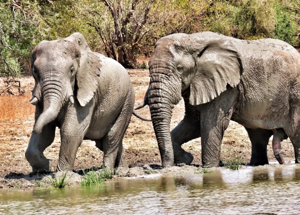 African bush elephants , Chad