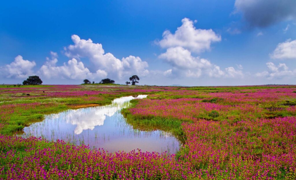 Kaas Plateau, Maharashtra's very own Valley of Flowers! Nestled in the majestic