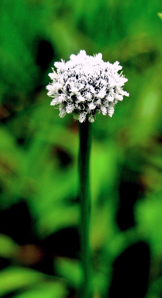 Kaas plateau's biodiversity is staggering. With 850+ documented species of flowering plants
