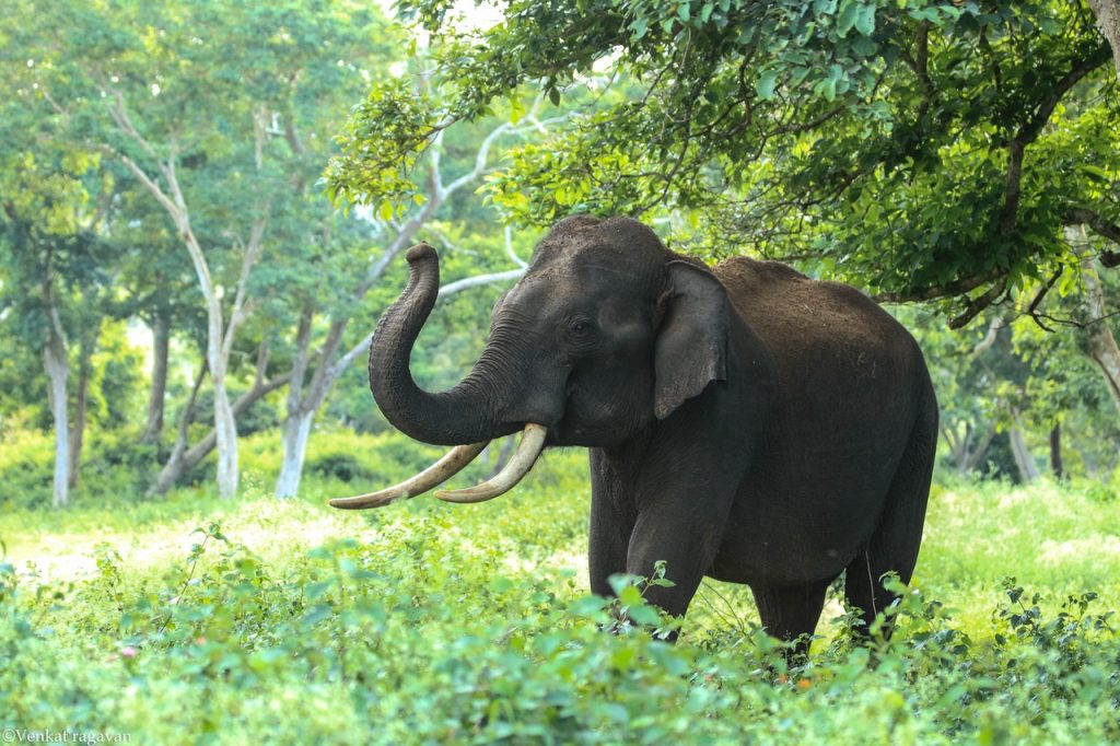 Asian elephant at Koundinya Wildlife Sanctuary in Andhra Pradesh — wild elephant walking through greenery showing the sanctuary’s elephant reserve status.