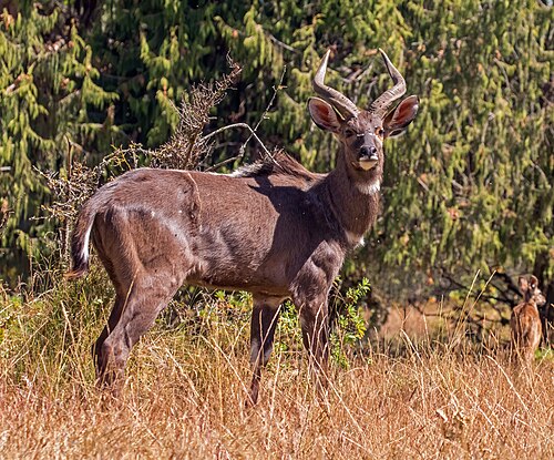 Male Mountain Nyala (Tragelaphus buxtoni) grazing in Bale Mountains, Ethiopia.