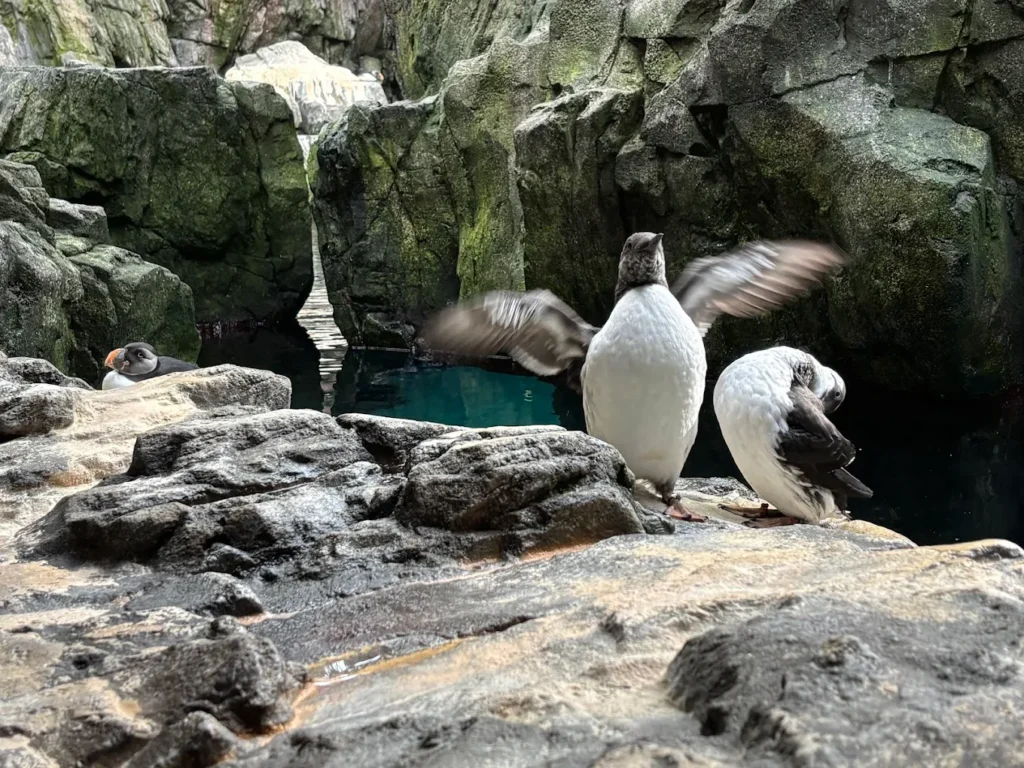 Oceanário de Lisboa: Europe's Best Aquarium