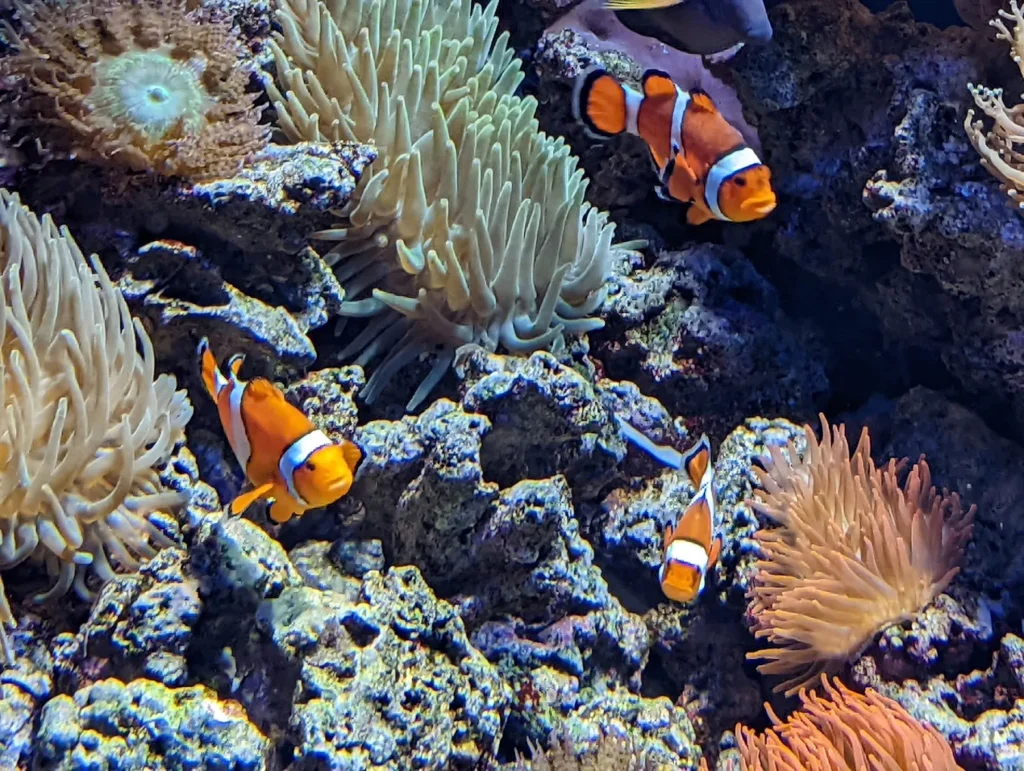 🐠 Oceanário de Lisboa: Europe's Best Aquarium