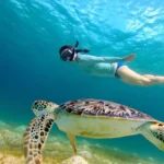 What Is the Quirimbas Archipelago Mozambique Known For? Complete Travel & Nature Guide