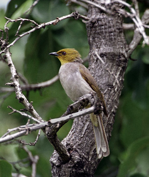Yellow-throated Bulbul in scrub habitat, landscape shots of Eastern Ghats valleys
