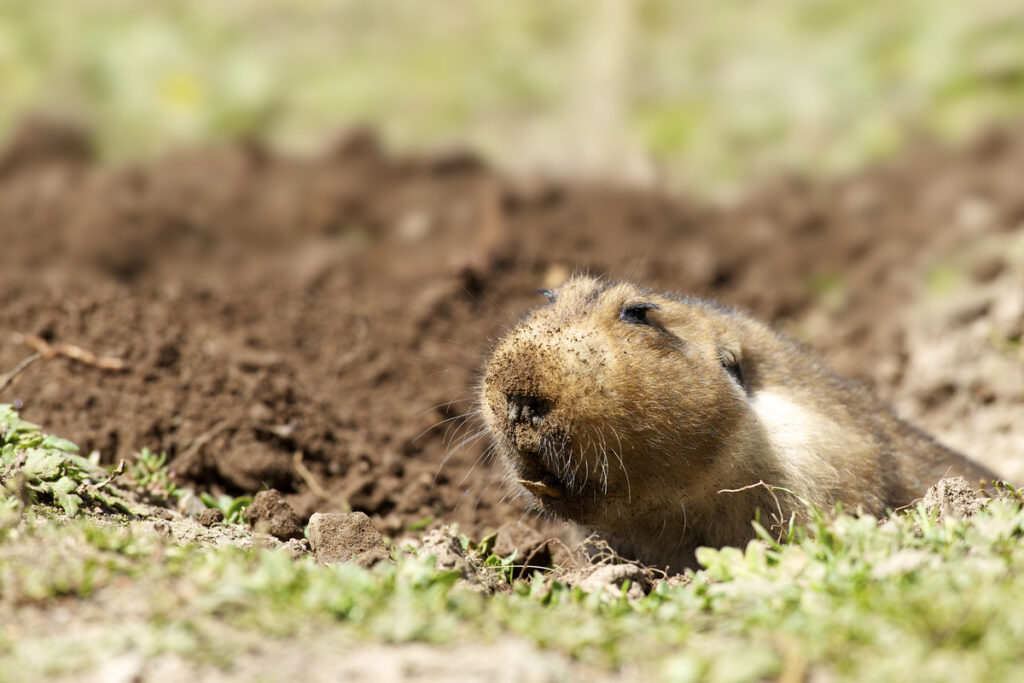 Big-headed mole-rat (rodent) emerging from burrow in Bale Mountains National Park, Ethiopia
