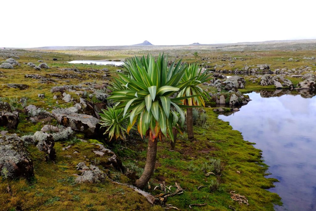 Sanetti Plateau (3,800-4,377m): Stand here and you're on Africa's largest Afro-alpine moorland