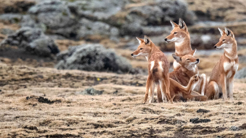 Pack of Ethiopian Wolves on Sanetti Plateau, Bale Mountains — high-altitude grassland habitat.