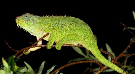 Forest floor and undergrowth in Harenna Forest, Bale Mountains — amphibian/reptile habitat.