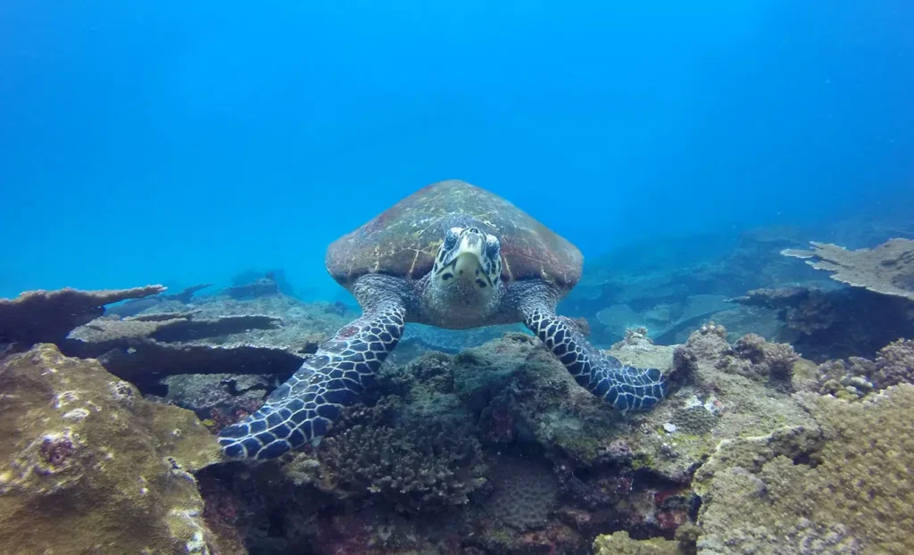 Quirimbas truly shines—this archipelago hosts all five species of sea turtles found in the Indian Ocean: