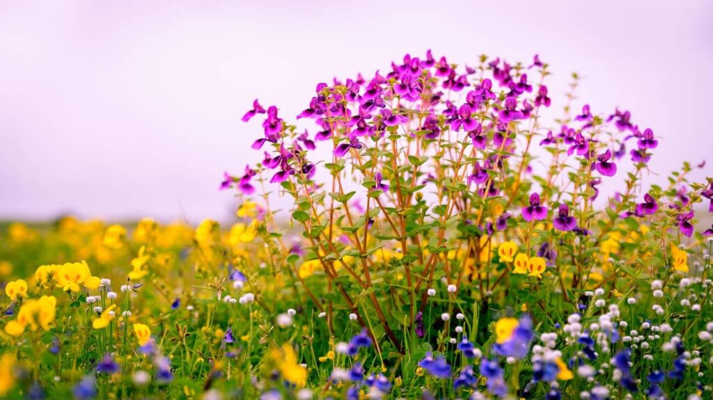 Kaas Plateau apart is the sheer variety of flowers blooming simultaneously. You might spot delicate purple smithias alongside cheerful yellow sonki flowers, vibrant red toothcup blossoms next to clusters of rare insectivorous plants. 