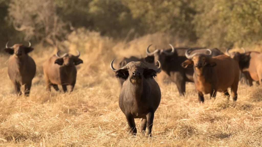 The Wildlife Stars of Zakouma National Park in Chad Africa