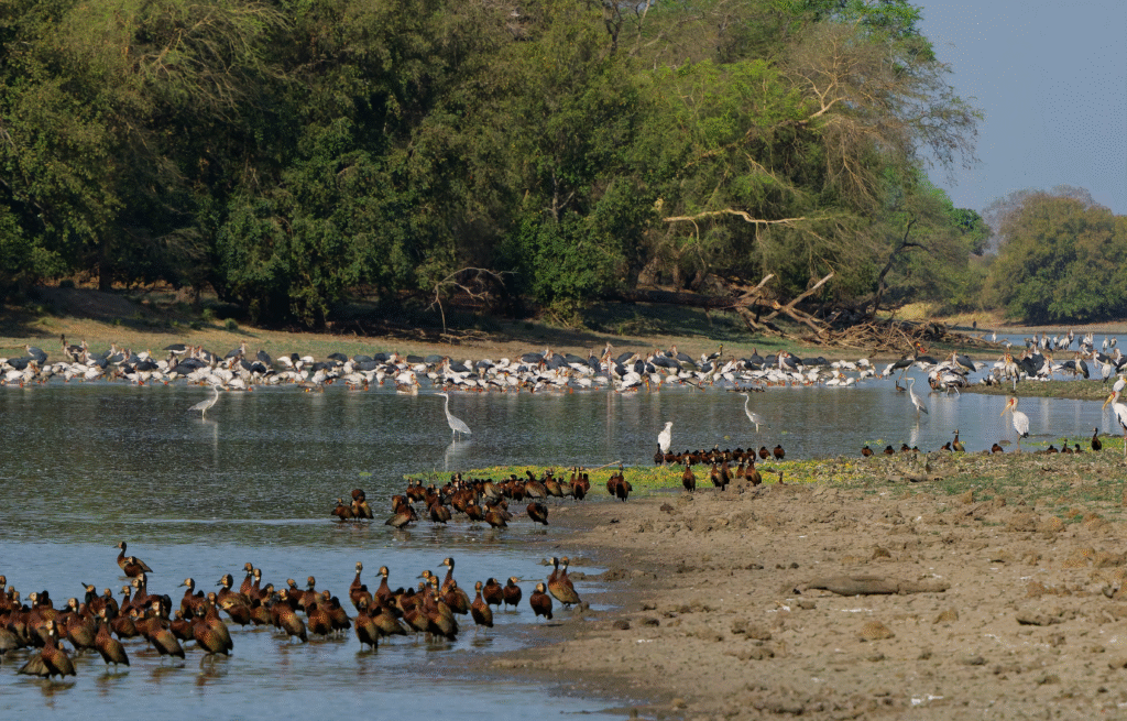 Zakouma's Unique Ecosystem Chad