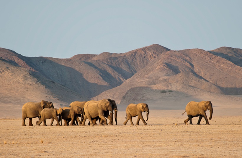 African savanna elephants, Damaraland, Namibia