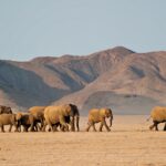 What to Do in Damaraland — Complete Travel Guide for First-Timers