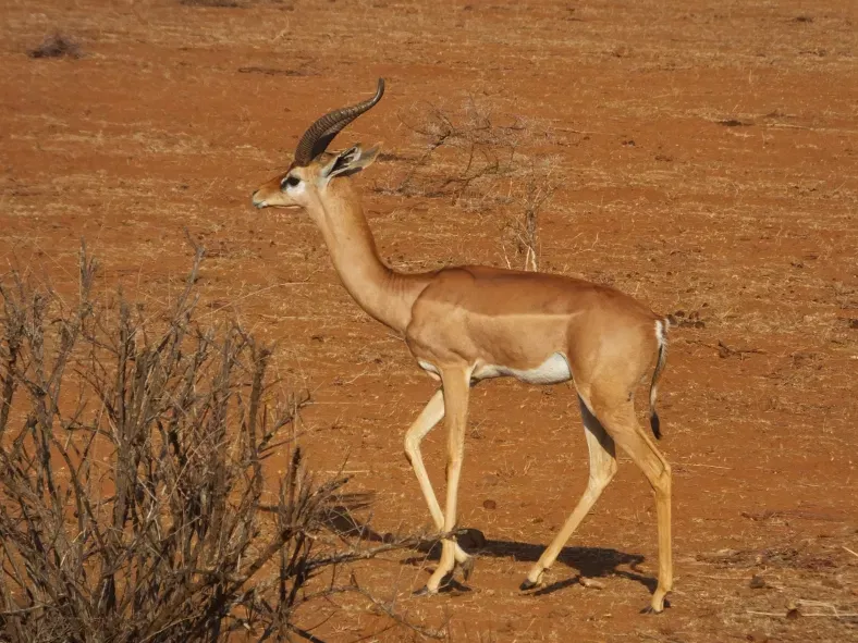 The Wildlife Stars of Zakouma National Park in Chad Africa