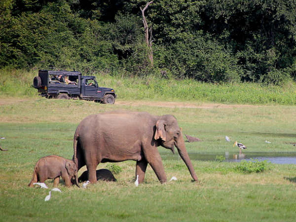 Koundinya Wildlife Sanctuary safari