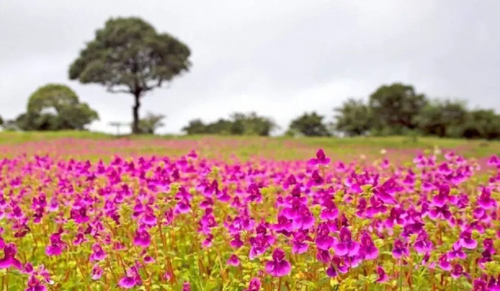 Kaas Plateau apart is the sheer variety of flowers blooming simultaneously. You might spot delicate purple smithias alongside cheerful yellow sonki flowers, vibrant red toothcup blossoms next to clusters of rare insectivorous plants. 