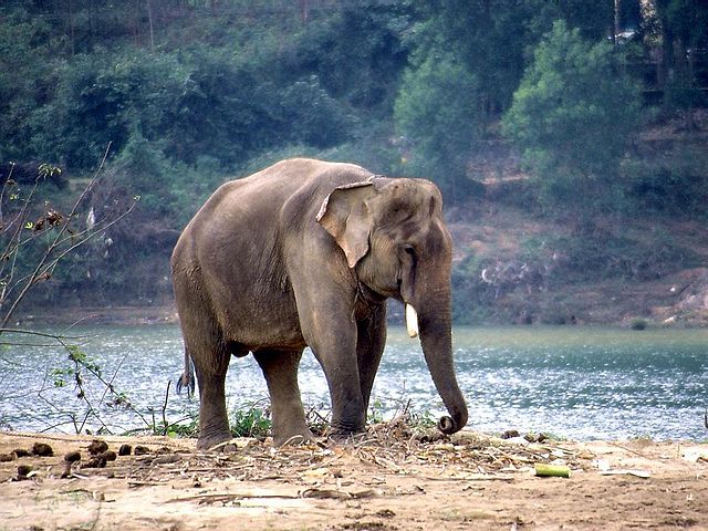 Asian elephant at Koundinya Wildlife Sanctuary in Andhra Pradesh — wild elephant walking through greenery showing the sanctuary’s elephant reserve status.