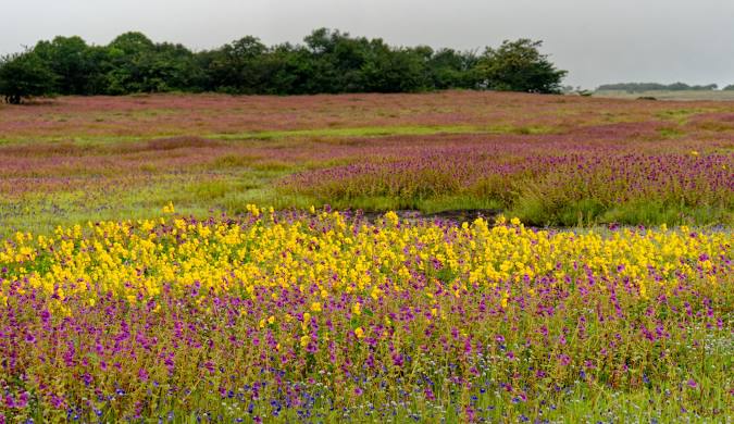 Kaas Plateau apart is the sheer variety of flowers blooming simultaneously. You might spot delicate purple smithias alongside cheerful yellow sonki flowers, vibrant red toothcup blossoms next to clusters of rare insectivorous plants. 