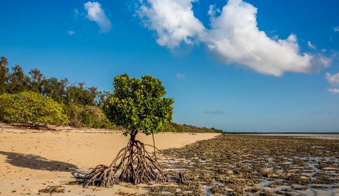 Remote beach on Quirimba Island with untouched coastline and minimal development, offering an authentic explorer-style experience in the Quirimbas Archipelago.